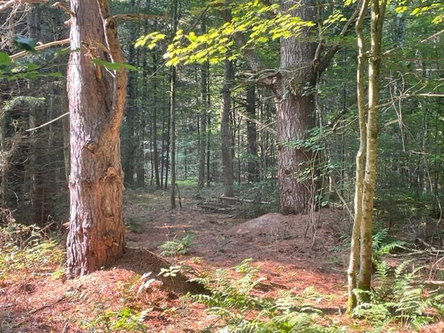 wooded area with large trees